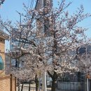 잔다리(세교) | 평택케이크맛집 우드톤 인테리어의 크레마 내돈내산후기