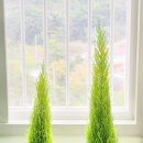 율마 | [김해] 장유 백두 꽃 조경 꽃집 식물 크리스마스 율마 구매 화분 구매 후기 아스파라거스 식집사 하루