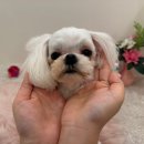일산애견호텔 강아지유치원 맘바이일산점 네이버블로그