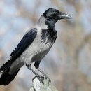 두건까마귀 [Hooded crow, 코르부스 코르닉스 (Corvus cornix)] 이미지