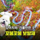 승리전망대 진입도로변 | 단양 보발재 전망대 단풍 강아지 동반 유의사항 및 주차 꿀팁