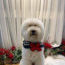 귀여워 강아지 | 서울 홍대 애견카페 더귀여워 후기: 아이와 강아지 고양이 모두 힐링!