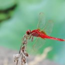 고추잠자리 이미지