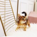 진주강아지분양 고양이분양 미유펫 이미지