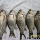 황금낚시 이미지