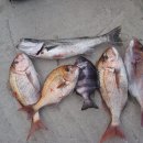 상사리(상) 이미지