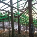 닭집 티스토리