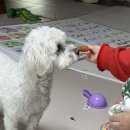 보양슈퍼 | 레디펫고 콜라겐 먹은 연어, 우리 강아지를 위한 건강 보양간식 체험 후기