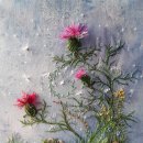 ROSA 이미지