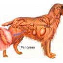 한빛동물병원 이미지