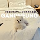 펫링크 | 강릉애견동반숙소 강문해변호텔 세인트존스 펫 더블룸 후기(특가 이벤트 링크)