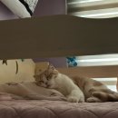 발라당냥 이미지