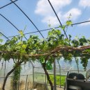 광명농장 이미지