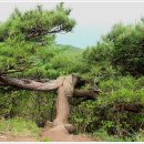푸른&소나무 이미지