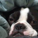 행복한요나네 이미지