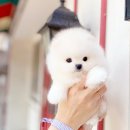 러블리펫샵 | 성남강아지분양 펫샵 마이 커넥션