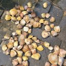 지니비치향 이미지