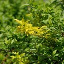 개나리소아청소년과병원 이미지