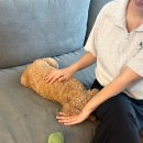 [25년 3분기] 요가&필라테스 C | 25년 3분기 일상기록 (그런데 이제 임산부가 되어버린..)