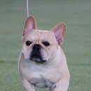 개 최고 이미지