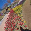 신기3세천 | [내돈내산] 봄기운 가득! 아이와 가기 좋은 '세천늪테마정원' 튤립 &amp; 벚꽃 나들이 🌷🌸