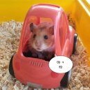 동읍234 | 쫄보의 운전면허 도전기 (도로주행연수, 도로주행 시험)