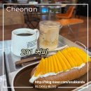 231커피 | 천안 231 커피 시그니처와 망고 크림 바게트 추천!