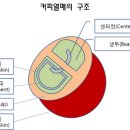 체리콩커피 이미지