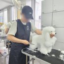 킴스애견미용학원