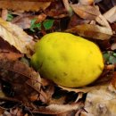 스키드마크 이미지