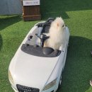 퍼피랜드 네이버블로그