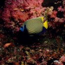 씨~월드 이미지