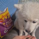 스테디독 | 리얼리뷰! 소형견 중형견 사료 추천! 독일 요세라 독 강아지사료 미니 오리감자 900g #요세라사료 #피부...