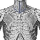 anterior jugular vein(앞목정맥) 이미지
