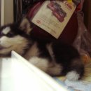 우리퍼피 이미지