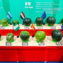 광주광역시 청소년문화의집 다목적홀 | [경상남도 함안군] 함안세계수박축제