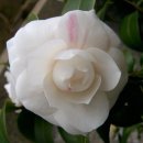 동백나무집 이미지