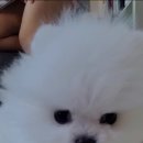 푸들사랑 이미지