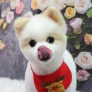 펫살롱 꽃단장 이미지