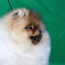 LOVELY POM Daum카페