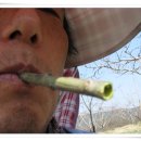 버들피리 이미지