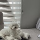 비숑다움 이미지