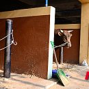 소싸움경기장 이미지