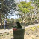 신화소프트 | 제주 오설록 티 뮤지엄 후기(녹차밭, 말차 누들바, 이니스프리까지 완벽 코스)