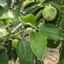 반월농장 이미지