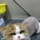 개 이쁜 애견미용샵 이미지