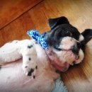 용동물병원 이미지