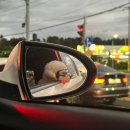 한일펫 | 강아지와 배 타고 제주도 여행 가기 : 완도↔제주 한일고속페리 펫룸 이용 후기 (내돈내산)