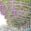 등나무운동장 이미지