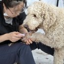 수 애견미용 이미지